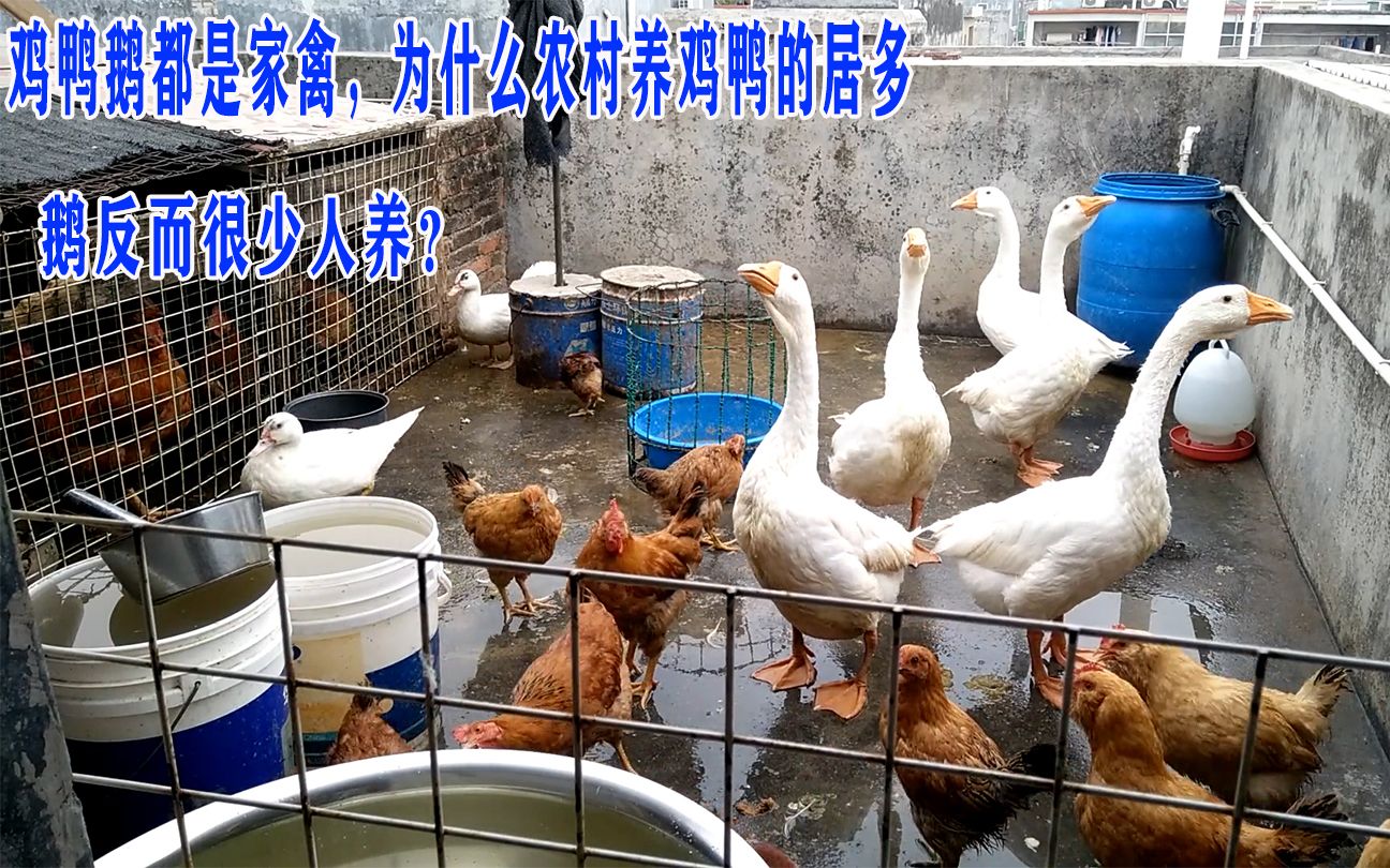 雞鴨鵝同為家禽，為何農村養雞鴨多而養鵝少？