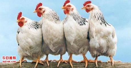 家禽與家畜養殖中的高效益生菌應用——30億益生菌飼料添加劑