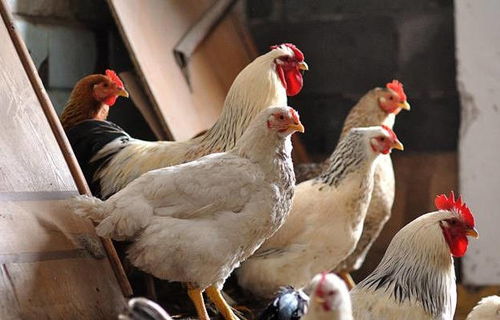 高溫來襲！最全面的雞場(chǎng)防暑降溫寶典，讓家禽安然度夏