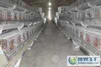 高品質(zhì)全自動(dòng)家禽牲畜喂料機(jī)械 提升養(yǎng)殖效率的未來選擇