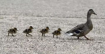 瀘州藍茂家畜養(yǎng)殖 生態(tài)循環(huán)與現(xiàn)代化管理的典范